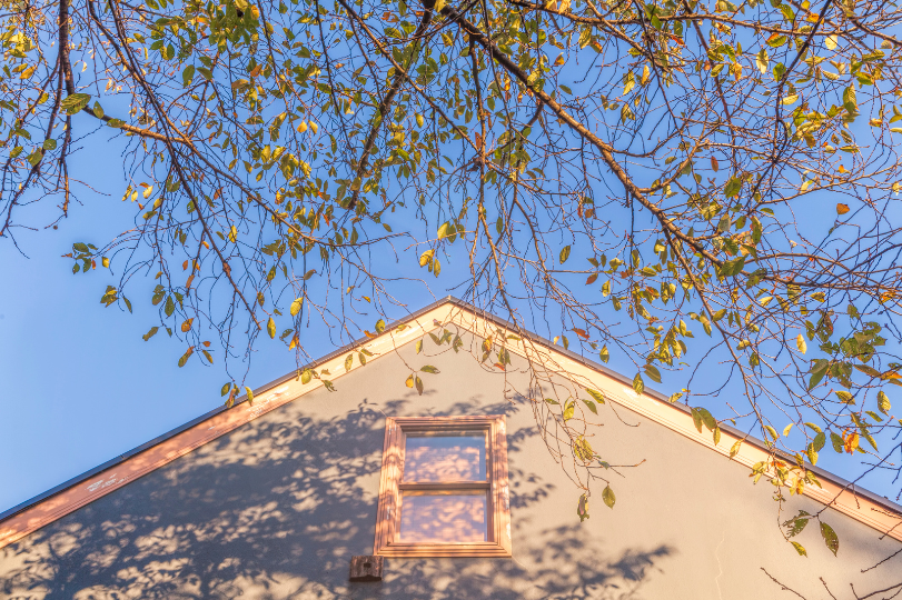 Trim Overhanging Branches