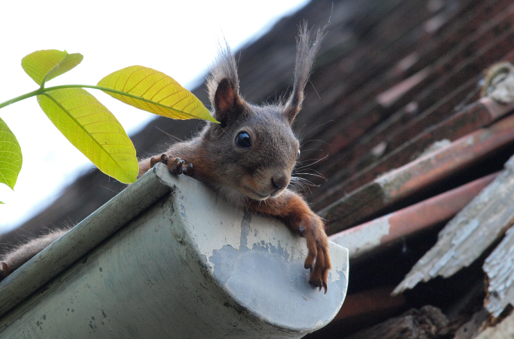 Clean Your Gutters Regularly