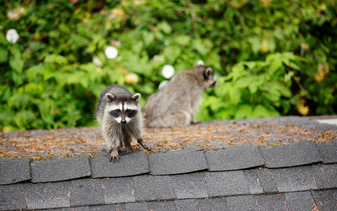 How to Protect Your Roof from Wildlife and Pests