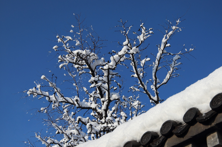 Trim Overhanging Branches