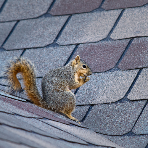 Why Missing Shingles Are a Bigger Problem Than You Think?<br />
