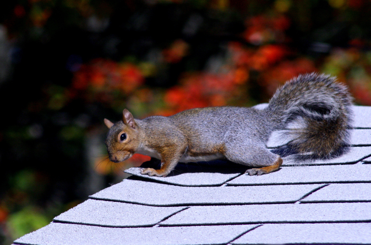 What Are the Common Roof Problems Seen This Summer?