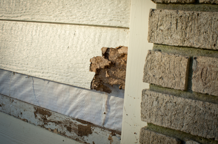 What Are the Most Important Things to Consider When Choosing a Siding Contractor?