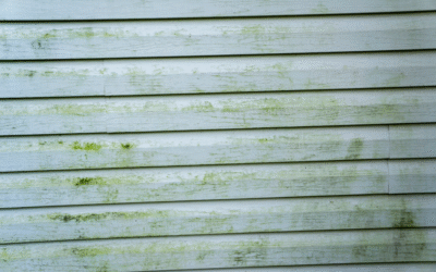 What’s the Best Way to Prevent Mold on Your Home’s Siding?